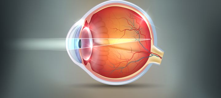 Schnittbild eines normalen Auges